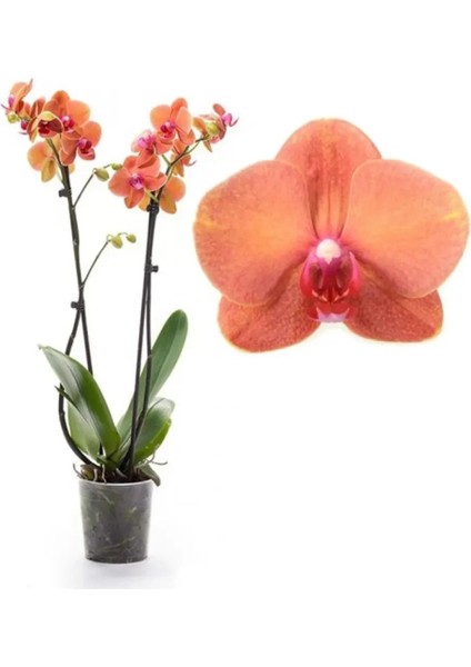 Phalaenopsis Surf Song Turuncu Ithal Orkide 60-80 cm