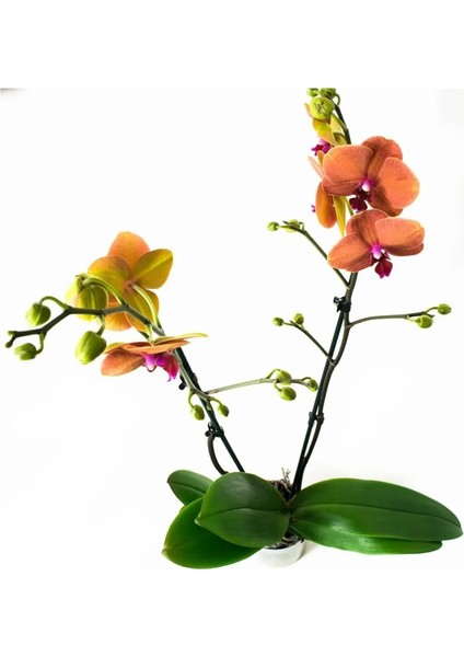 Phalaenopsis Surf Song Turuncu Ithal Orkide 60-80 cm