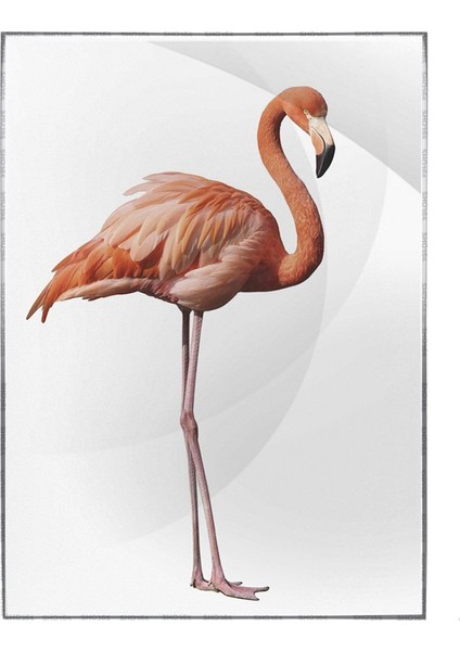 Flamingo Hayvan Sanatsal Poster P-004584