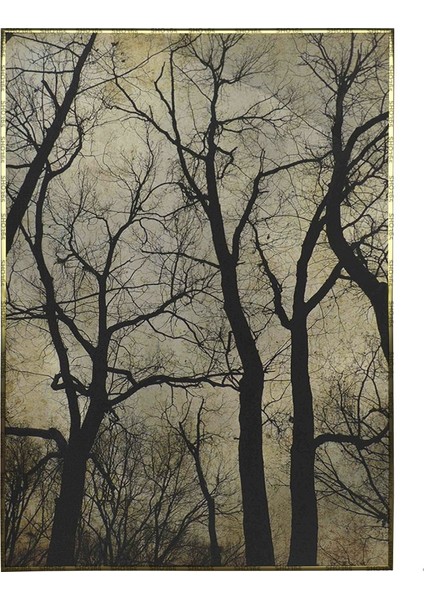 Orman Yaprakları Dökülmüş Ağaçlar - Modern Poster P-004598