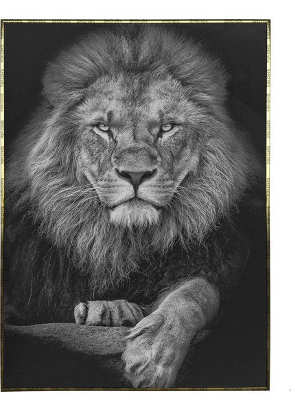 Sert Bakışlı Aslan Hayvan Siyah Beyaz Poster P-004603