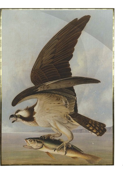 John James Audubon Balık Kartalı Avıyla Röproduksiyon Poster P-004565