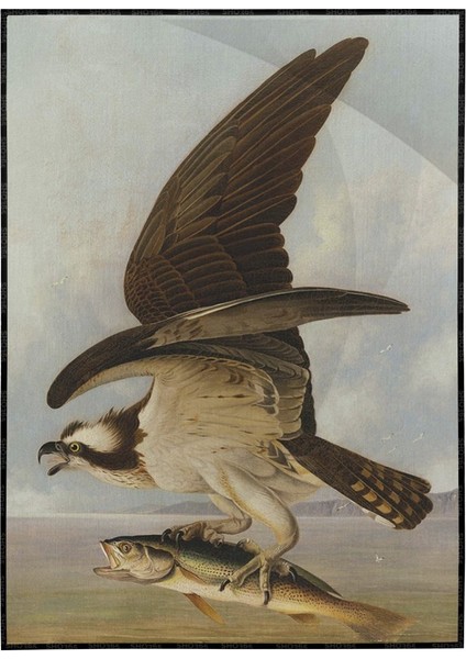 John James Audubon Balık Kartalı Avıyla Röproduksiyon Poster P-004565