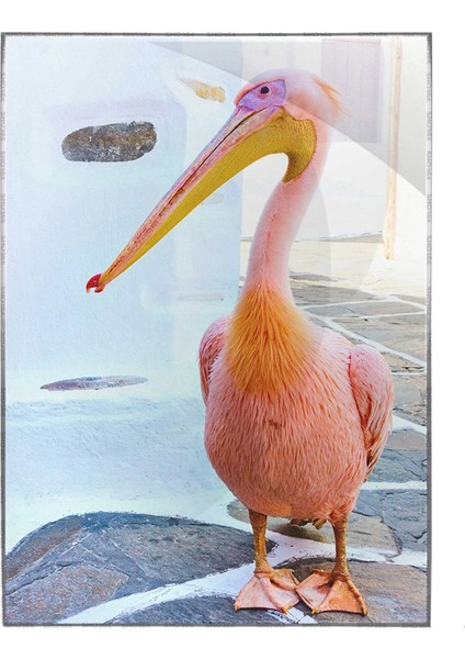 Petros Pelikanı Yunanistan Mykonos Sokağı Poster P-000023