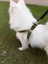 Köpek göğüs tasması orta ve büyük ırk kamuflaj destekli kumaş genişlik:3cm göğüs ölçüsü:55-95cm ayarlamalı dog harness GT4-7 4