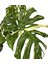 Monstera Deliciosa 'thai Constellation' 2