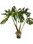 Monstera Deliciosa 'Thai Constellation' (Deve Tabanı) 1