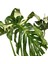 Monstera Deliciosa 'Thai Constellation' (Deve Tabanı) 2