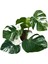 Monstera Deliciosa 'Albo Variegata' (Deve Tabanı) 2