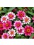 Zinnia Çiçeği Tohumu ( Mini Çiçekli, Kirli Hanım ) Cherry Renkli - 5 Tohum 1