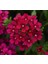 Mine Çiçeği ( Sarkan Çok Dallanan ) Bordo Renkli - 10 Tohum 1