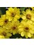 Zinnia Çiçeği Tohumu ( Mini Çiçekli, Kirli Hanım ) Sarı Kırmızı Renkli - 5 Tohum 1