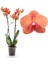 Phalaenopsis Surf Song Turuncu Ithal Orkide 60-80 cm 1