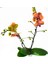 Phalaenopsis Surf Song Turuncu Ithal Orkide 60-80 cm 2