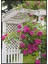 Bahçede Güller Manzara Dekoratif Poster P-004527 1