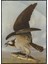 John James Audubon Balık Kartalı Avıyla Röproduksiyon Poster P-004565 1