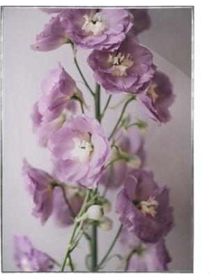 SHOP365 Pembe Çiçek Doğa Dekoratif Poster P-000076