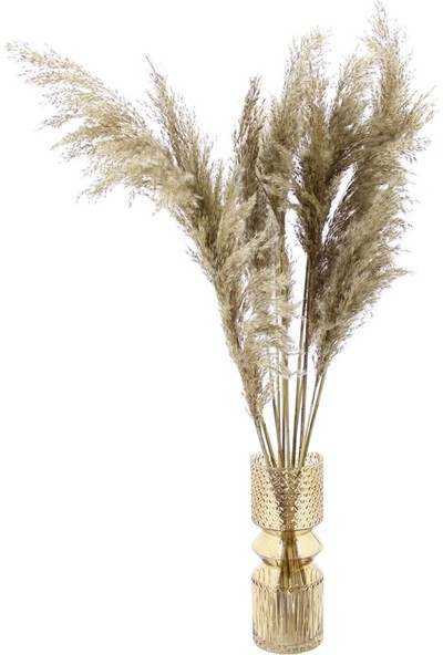 Pampas Naturel Kuru Çiçek Pampas 10 Adet 100 cm Boyunda