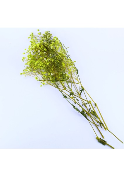 Kuru Çiçek Doğal Kurutulmuş Çiçek Doğal Cipso 40 cm 20 gr Sarı