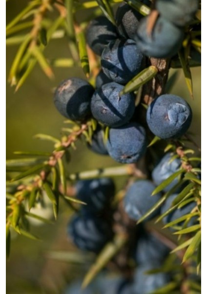 Ardıç Katranı Sabunu Hatay El Yapımı %100 Organik Doğal Sabun 1 Kalıp 130 gr fırsatları
