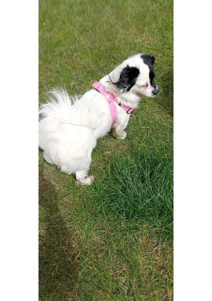 Köpek göğüs tasması küçük ırk yumuşak pembe kolon genişlik:2,5cm göğüs ölçüsü:35-60cm ayarlamalı dog harness GT3-10