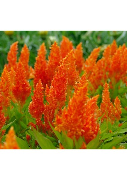 Horoz Ibiği Tohumu ( Tüy Uzun Boylu ) - Turuncu Renkli - 40 Tohum fiyatları