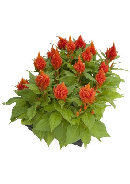 Horoz Ibiği Tohumu ( Tüy Uzun Boylu ) - Turuncu Renkli - 40 Tohum modelleri