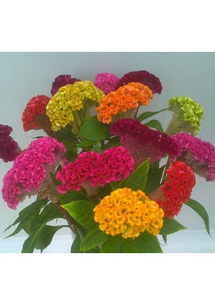 Horoz Ibiği Tohumu ( Balta ) Karışık Renkli - 20 Tohum fiyatları