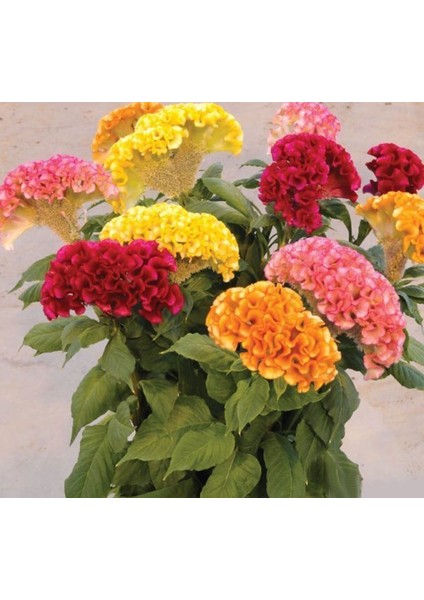 Horoz Ibiği Tohumu ( Balta ) Karışık Renkli - 20 Tohum modelleri