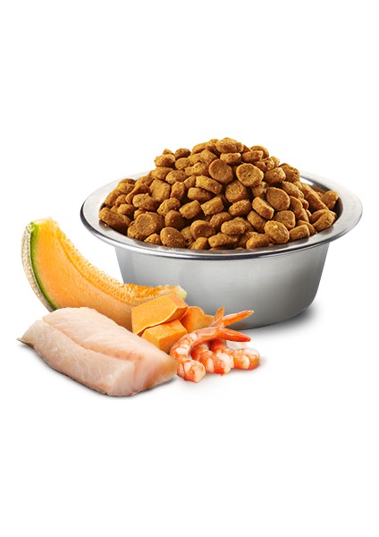 Ocean 1,5 kg Yavru Kedi Maması, Morina Balığı, Karides, Balkabağı, ve Kavun fiyatları