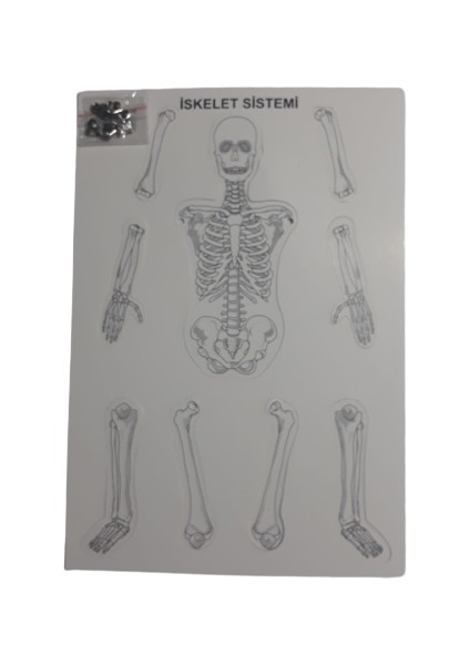 Iskelet Sistemi Modeli Birleştirmeli 35 cm
