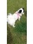 Köpek göğüs tasması küçük ırk yumuşak pembe kolon genişlik:2,5cm göğüs ölçüsü:35-60cm ayarlamalı dog harness GT3-10 3