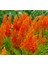 Horoz Ibiği Tohumu ( Tüy Uzun Boylu ) - Turuncu Renkli - 40 Tohum 2