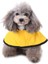 Hayvan Refleks Yağmurluk L-Sarı (Yurt Dışından) 3