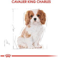 Royal Canin Cavalier Junior Köpek Maması - 1,5 kg