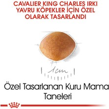 Royal Canin Cavalier Junior Köpek Maması - 1,5 kg