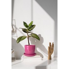 Evdek Tabaklı Pembe Silindirik Çömlek Saksı 15X15 cm