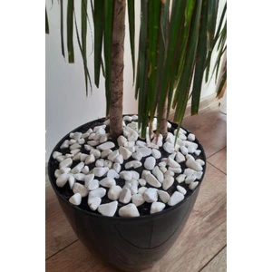 2 kg Dolomit 1 2 cm Akvaryum Taşı