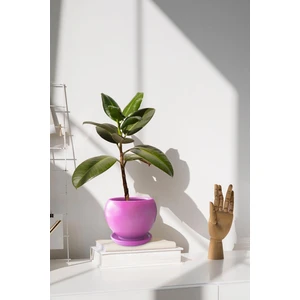 Tabaklı Pembe Tombul Çömlek Saksı 16X15 cm