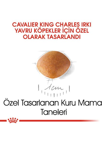 Cavalier Junior Köpek Maması - 1,5 kg