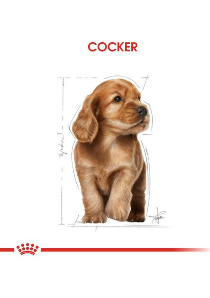 Cocker Junior Köpek Maması - 3 kg modelleri