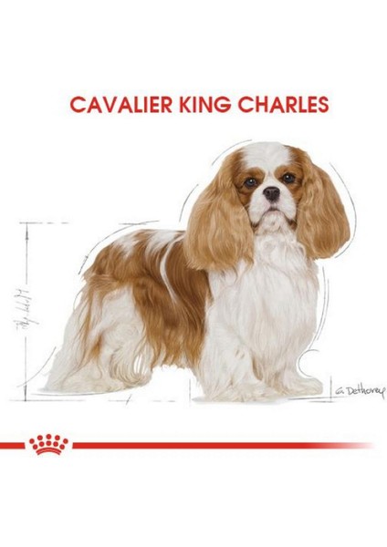 Cavalier Yetişkin Köpek Maması - 1,5kg