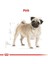 Pug Adult Köpek Maması - 1,5 kg 3