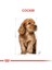 Cocker Junior Köpek Maması - 3 kg 3