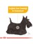 Mini Dermacomfort Köpek Maması-3kg 3