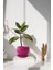 Tabaklı Koyu Pembe Tombul Çömlek Saksı 16X15 cm 1