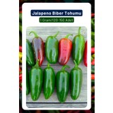 3A Botanik Jalapeno Biber Tohumu, Turşuluk Biber Çeşidi, 1 GRAM/120-150 Adet Tohum