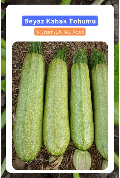 3A Botanik Beyaz Kabak Tohumu, Boğum Araları Kısa Yüksek Verimli Çeşit, 5 Gram/25-40 Adet Tohum