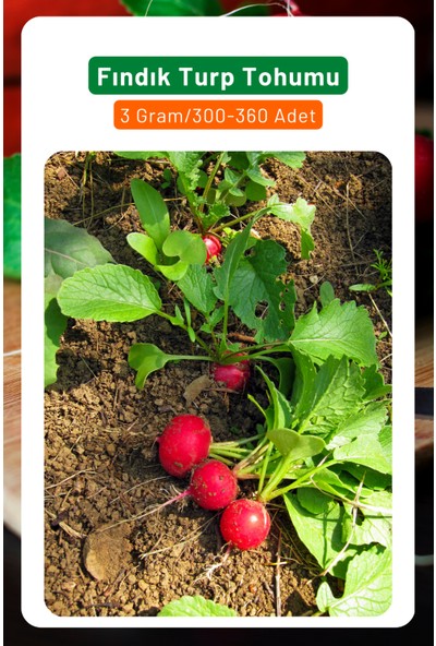 3A Botanik Fındık Turp Tohumu, Sulu ve Gevrek Yapılıdır, 3 GRAM/300-360 Adet Tohum