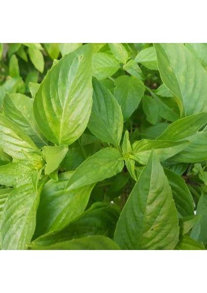 Basil Mix Tohum Çimlendirme Seti - Thai Fesleğeni, Mor Reyhan, Limonlu Fesleğen, Ceneviz Fesleğeni